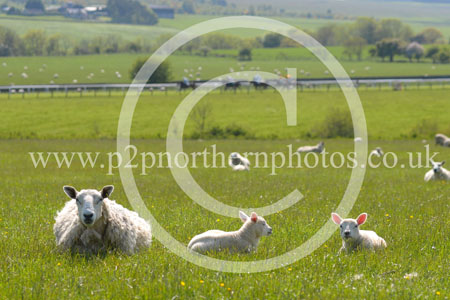 HAY23_0135 copy