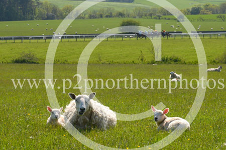 HAY23_0150 copy