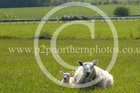 HAY23_0151 copy